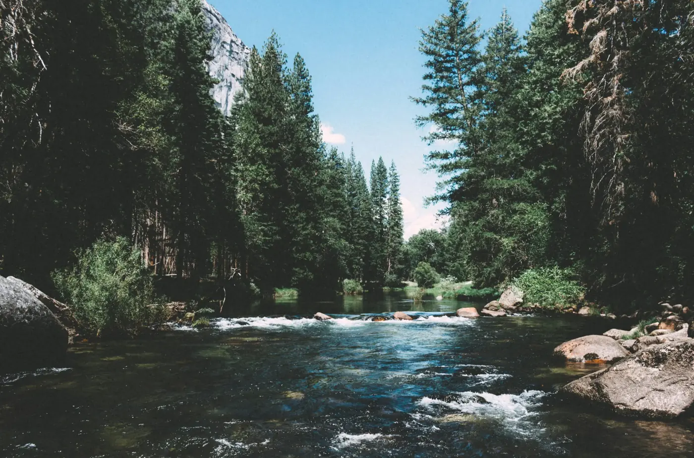 A clear river running through a tall evergreen forest